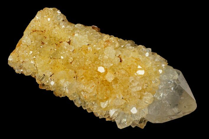 Sunshine Cactus Quartz Crystal - South Africa #115130